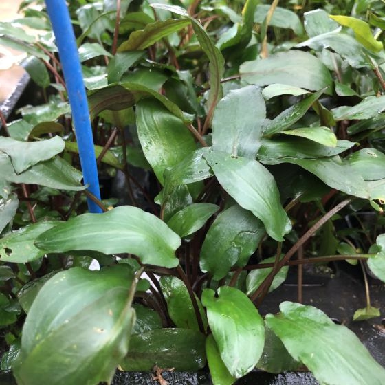 Tiêu thảo mũi tên 