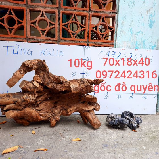 CÂY LỦA 16