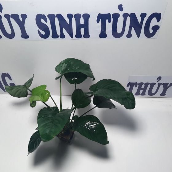 Trầu lá đại