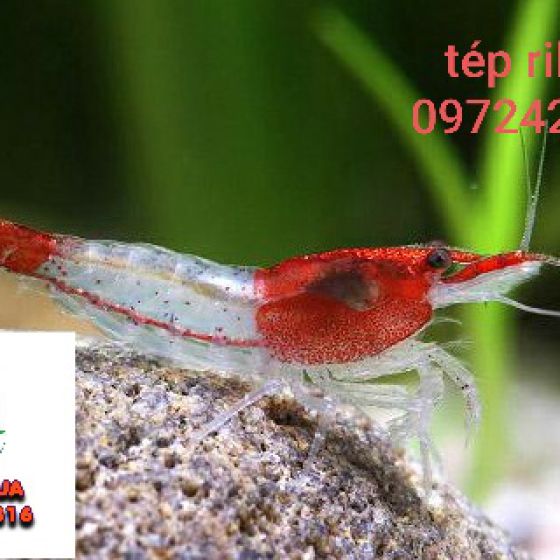 TÉP RILI ĐỎ 1