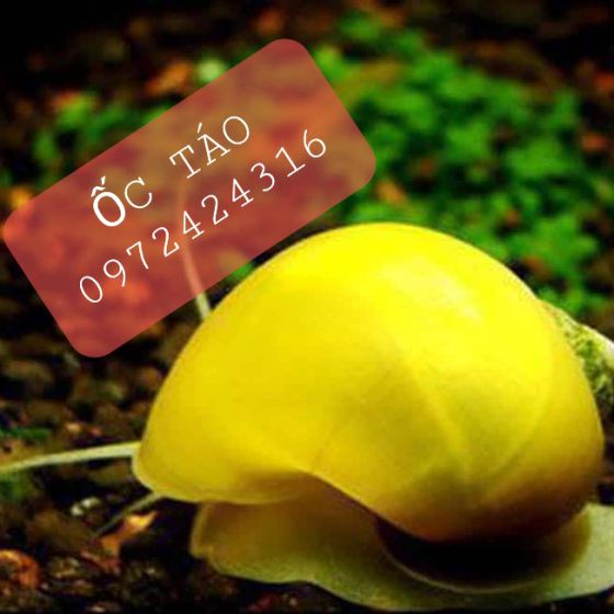 ỐC TÁO