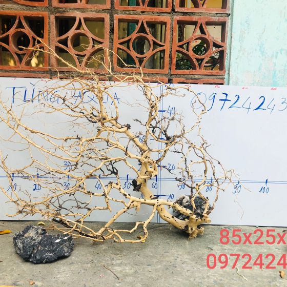 CÂY LỦA 12