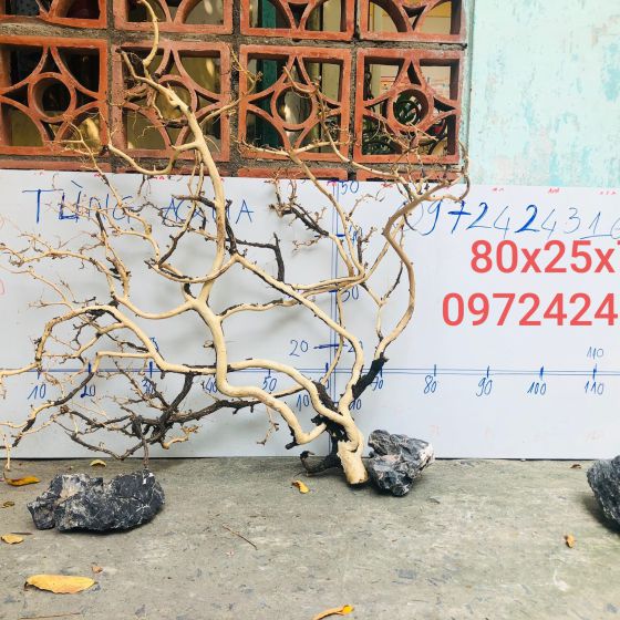 CÂY LỦA 9