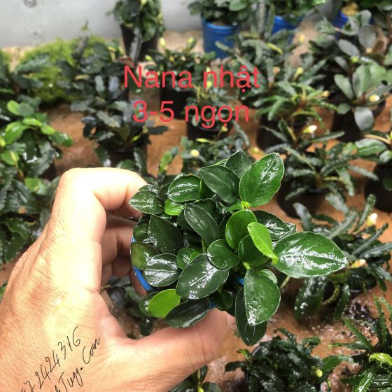 Nana peti Nhật 
