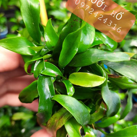 Lưỡi hổ 
