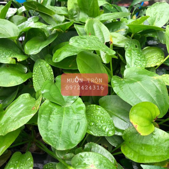 Muỗn tròn 