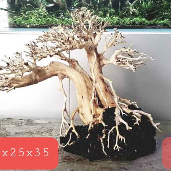 CÂY LỦA 5