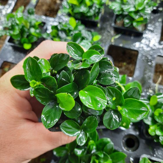 Nana peti TM 5-8 ngọn