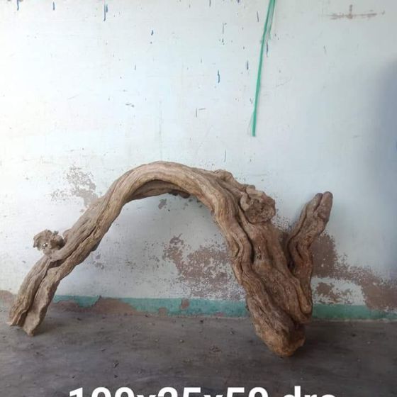 CÂY LỦA 3
