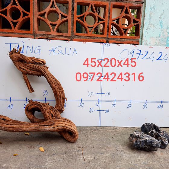 CÂY LỦA 2